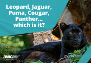 Q&A: Leopard, Jaguar, Puma, Cougar, Panther… which is it? Blog QA 20240502