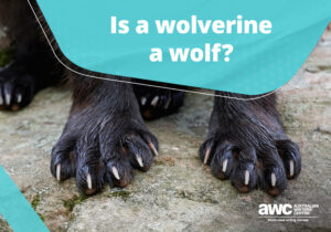 QA Is a wolverine a wolf blog